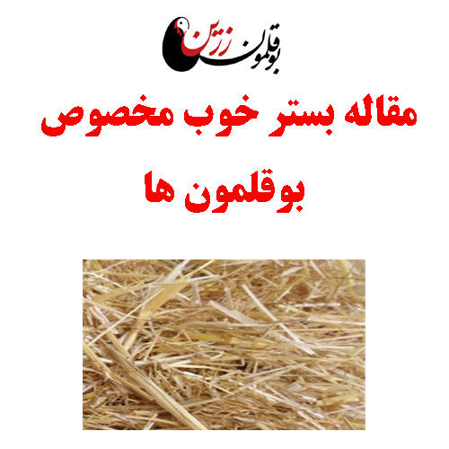 مقاله بستر خوب مخصوص بوقلمون ها