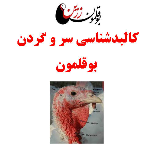 کالبدشناسی سر و گردن بوقلمون