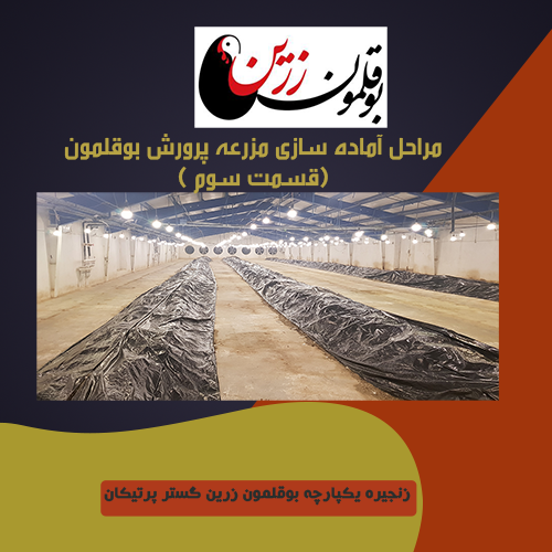  مراحل آماده سازی پرورش بوقلمون - قسمت سوم